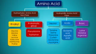 DoctorHub360.com Amino Acids: Benefits, Specifications, and Features Explained